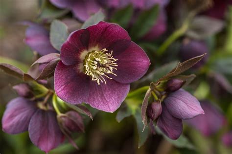 perennial hellebore.